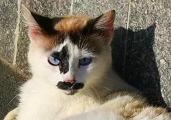 CAT FRIDAY: Cats with moustaches edition