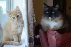 CAT FRIDAY: Celbri-cat Redux