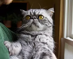 CAT FRIDAY: Celbri-cat Redux