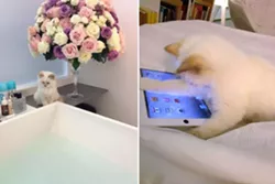 CAT FRIDAY: Celbri-cat Redux