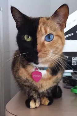 CAT FRIDAY: Celbri-cat Redux