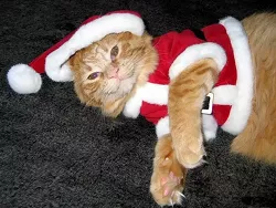 CAT FRIDAY: Christmas Cats Edition