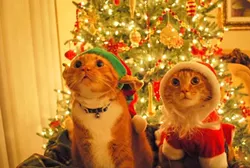 CAT FRIDAY: Christmas Cats Edition