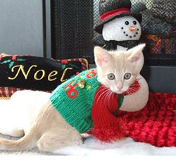 CAT FRIDAY: Christmas Cats Edition