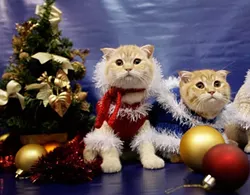 CAT FRIDAY: Christmas Cats Edition