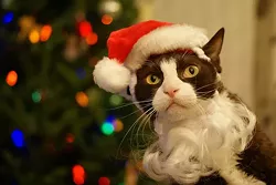 CAT FRIDAY: Christmas Cats Edition