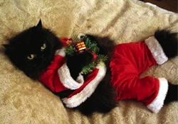 CAT FRIDAY: Christmas Cats Edition