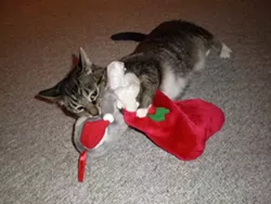 CAT FRIDAY: Christmas Cats Edition