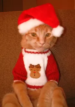 CAT FRIDAY: Christmas Cats Edition