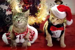 CAT FRIDAY: Christmas Cats Edition