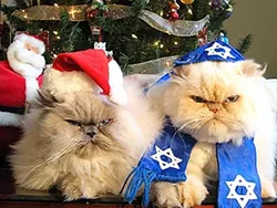 CAT FRIDAY: Christmas Cats Edition