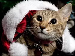 CAT FRIDAY: Christmas Cats Edition