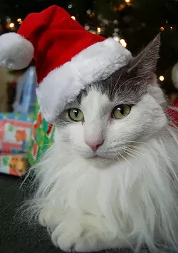 CAT FRIDAY: Christmas Cats Edition