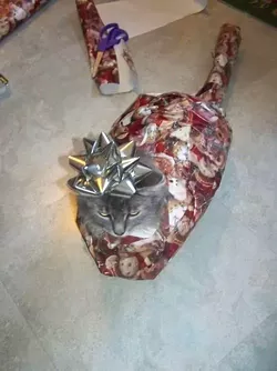 CAT FRIDAY: Christmas Cats Edition