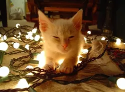 CAT FRIDAY: Christmas Cats Edition