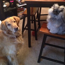 CAT FRIDAY: Colonel Meow, Washington state's awesome-est celbri-cat.