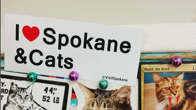 Image: CAT FRIDAY: Don't forget the big cat show coming to town next week