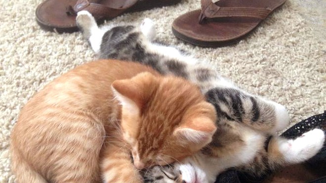 CAT FRIDAY: Fostering kittens is the best job ever