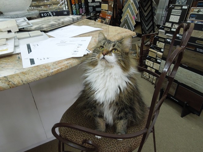 CAT FRIDAY: Garland District business cats