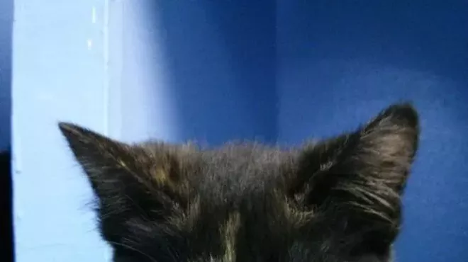 Image: CAT FRIDAY: Help Spokane's homeless cats (and dogs) this weekend