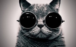 CAT FRIDAY: Hipster cat edition
