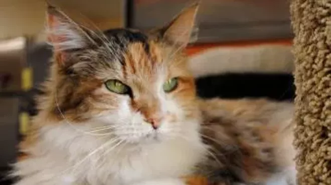 Image: CAT FRIDAY: It's Adopt a Senior Pet Month, and Star needs a home