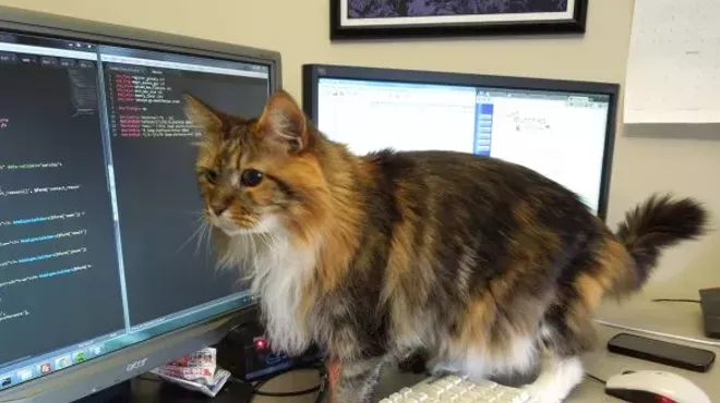 Image: CAT FRIDAY: Meet Design Spike's part-time office cat, Maddie