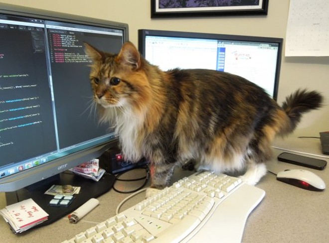 CAT FRIDAY: Meet Design Spike's part-time office cat, Maddie