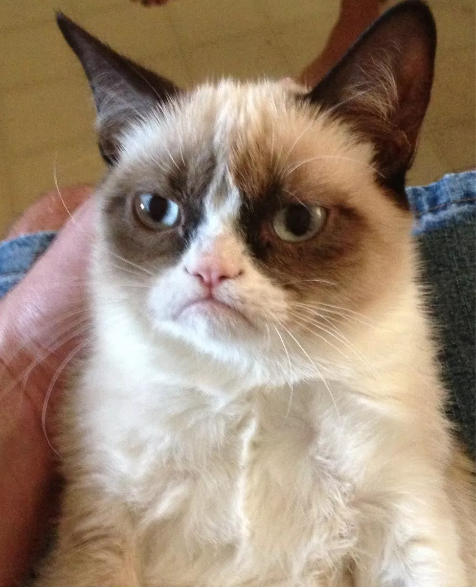 CAT FRIDAY: Meet Tard, a perpetually grumpy cat