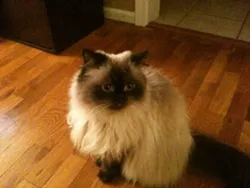 CAT FRIDAY: Meet The Inlander staffer's kitties