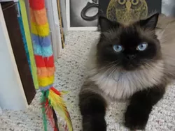 CAT FRIDAY: Meet The Inlander staffer's kitties
