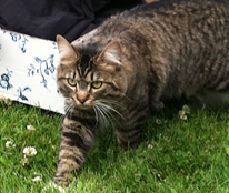 CAT FRIDAY: Meet The Inlander staffer's kitties