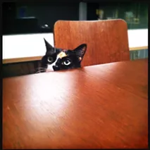 CAT FRIDAY: Meet The Inlander staffer's kitties