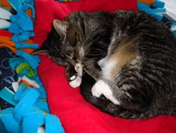 CAT FRIDAY: Meet The Inlander staffer's kitties