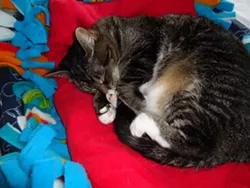 CAT FRIDAY: Meet The Inlander staffer's kitties