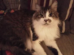 CAT FRIDAY: Meet The Inlander staff's kitties, Part II
