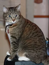 CAT FRIDAY: Meet The Inlander staff's kitties, Part II