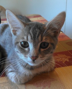 CAT FRIDAY: Meet The Inlander staff's kitties, Part II