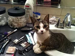 CAT FRIDAY: Meet The Inlander staff's kitties, Part II