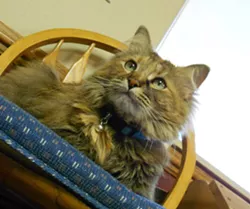 CAT FRIDAY: Meet The Inlander staff's kitties, Part II