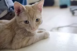 CAT FRIDAY: Meet The Inlander staff's kitties, Part II