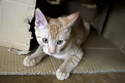 CAT FRIDAY: Meet The Inlander staff's kitties, Part II