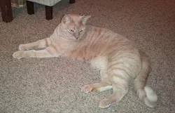 CAT FRIDAY: Meet The Inlander staff's kitties, Part II