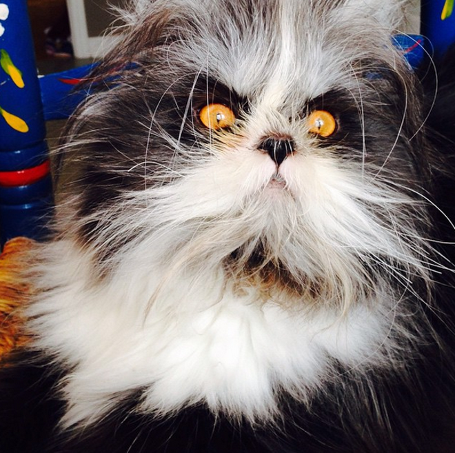 CAT FRIDAY: Meet the Internet's latest feline sensation, Atchoum