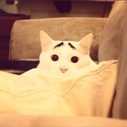 CAT FRIDAY: Meet the Internet's next big viral kitty: Sam the Eyebrow Cat