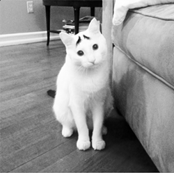 CAT FRIDAY: Meet the Internet's next big viral kitty: Sam the Eyebrow Cat