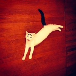 CAT FRIDAY: Meet the Internet's next big viral kitty: Sam the Eyebrow Cat