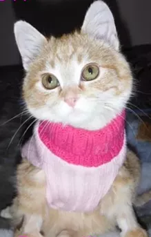 CAT FRIDAY: Mercury and Frosty, two kittens who defied the odds