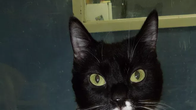 Image: CAT FRIDAY: Mittens has been waiting almost a year for a home