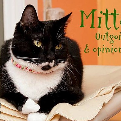 CAT FRIDAY: Mittens has been waiting almost a year for a home